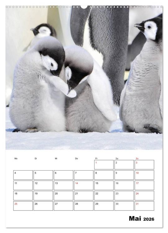 Produktbild: Pinguine. Familiengl&uuml;ck im Eis (hochwertiger Premium Wandkalender 2026 DIN A2 hoch), Kunstdruck in Hochglanz