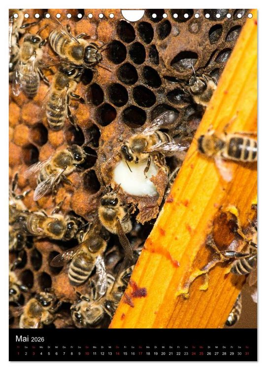 Produktbild: Bienenkalender (Wandkalender 2026 DIN A4 hoch), CALVENDO Monatskalender