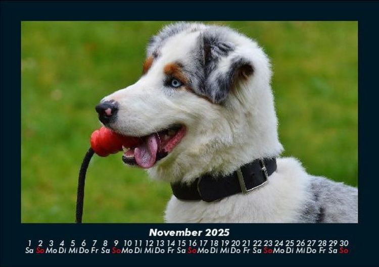 Produktbild: Hunde 2025 Fotokalender DIN A5
