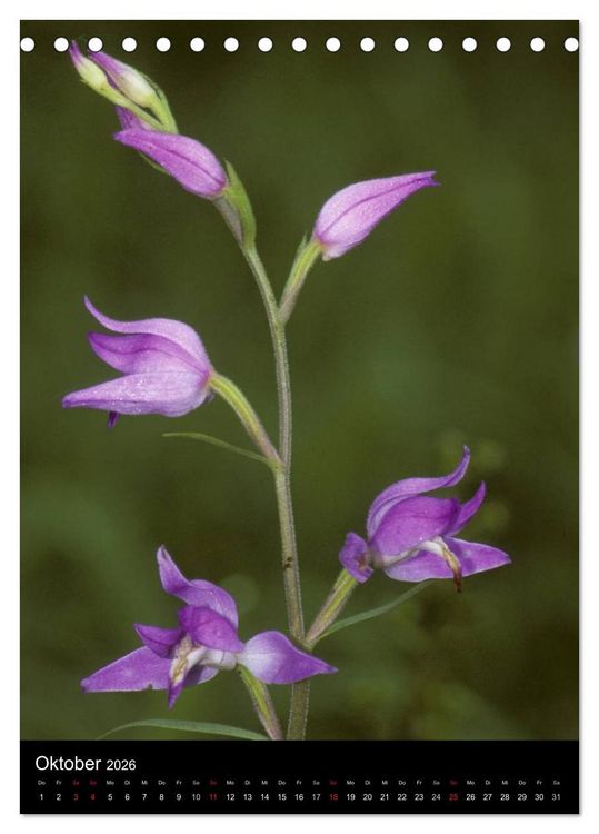 Produktbild: Wildwachsende Orchideen in Deutschland (Tischkalender 2026 DIN A5 hoch), CALVENDO Monatskalender