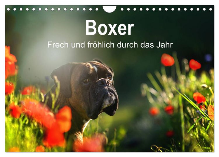 Produktbild: Boxer Frech und fr&ouml;hlich durch das Jahr (Wandkalender 2026 DIN A4 quer), CALVENDO Monatskalender