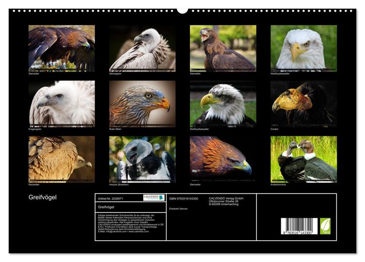 Produktbild: Greifv&ouml;gel (hochwertiger Premium Wandkalender 2026 DIN A2 quer), Kunstdruck in Hochglanz