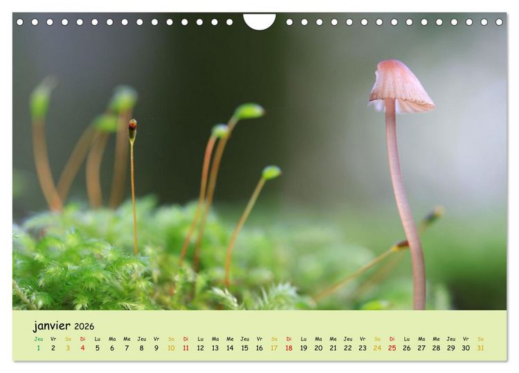 Produktbild: Champignons tout en couleurs (Calendrier mural 2026 DIN A4 vertical), CALVENDO calendrier mensuel