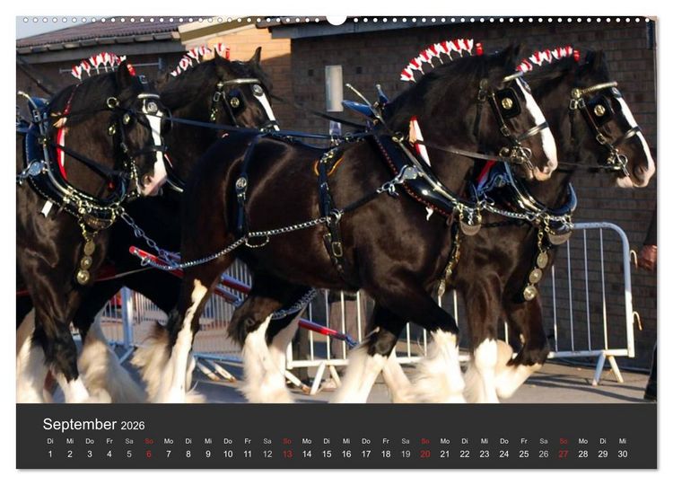 Produktbild: Shire Horse &bull; Prunkvolle Giganten (hochwertiger Premium Wandkalender 2026 DIN A2 quer), Kunstdruck in Hochglanz