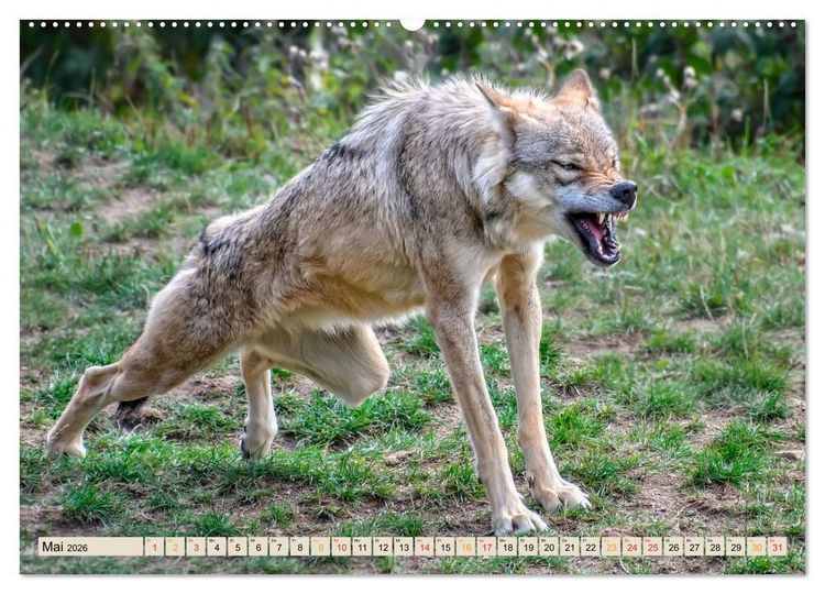 Produktbild: Wolf - Imposanter J&auml;ger (hochwertiger Premium Wandkalender 2026 DIN A2 quer), Kunstdruck in Hochglanz