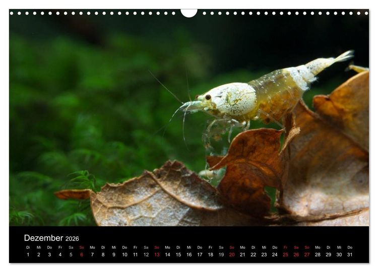 Produktbild: Zwerggarnelen - gepanzerte Juwelen im Aquarium (Wandkalender 2026 DIN A3 quer), CALVENDO Monatskalender