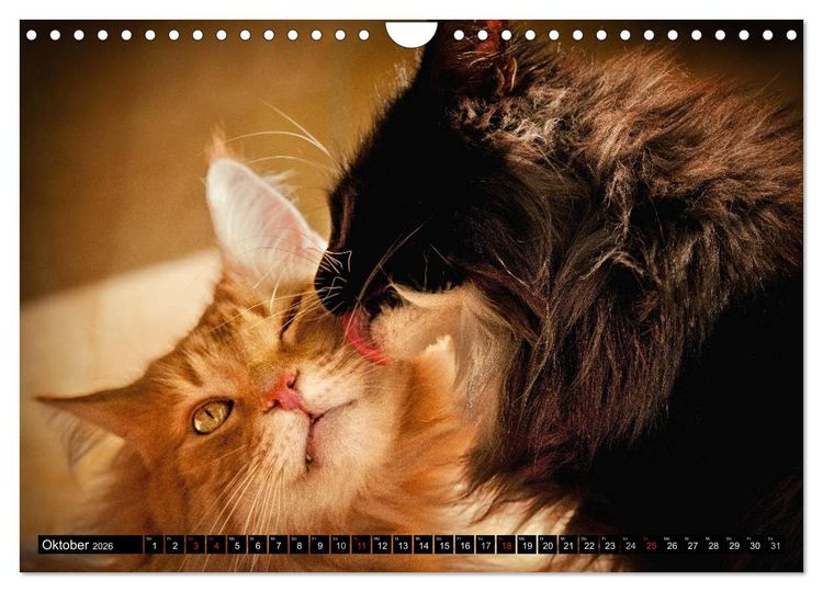 Produktbild: KATZEN Beautys (Wandkalender 2026 DIN A4 quer), CALVENDO Monatskalender
