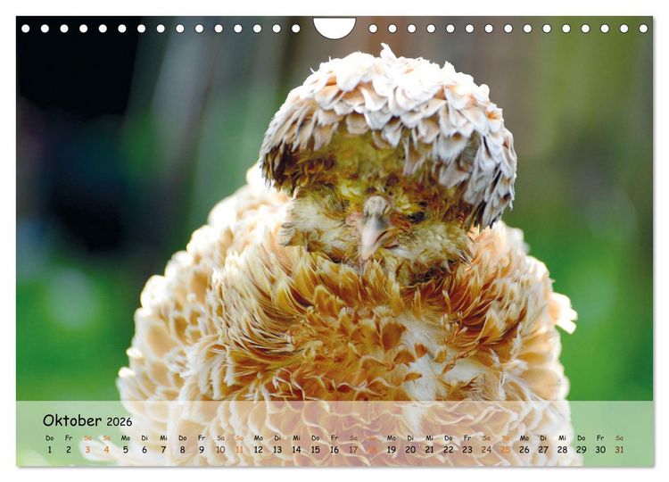 Produktbild: H&uuml;hner im Garten (Wandkalender 2026 DIN A4 quer), CALVENDO Monatskalender