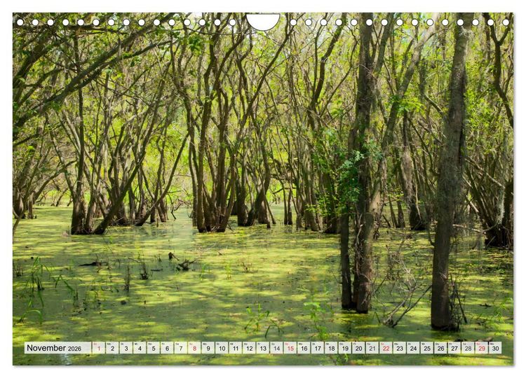Produktbild: FLORIDA Paradiesischer Sonnenscheinstaat (Wandkalender 2026 DIN A4 quer), CALVENDO Monatskalender