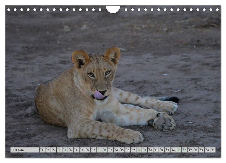 Produktbild: L&ouml;wen. Die K&ouml;nige Afrikas (Wandkalender 2026 DIN A4 quer), CALVENDO Monatskalender