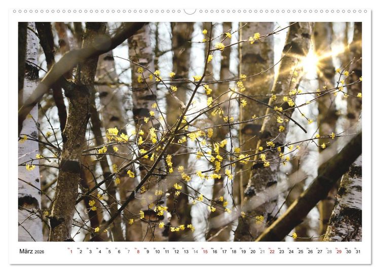 Produktbild: Mein Sehnsuchtsort, der heimische Wald (hochwertiger Premium Wandkalender 2026 DIN A2 quer), Kunstdruck in Hochglanz