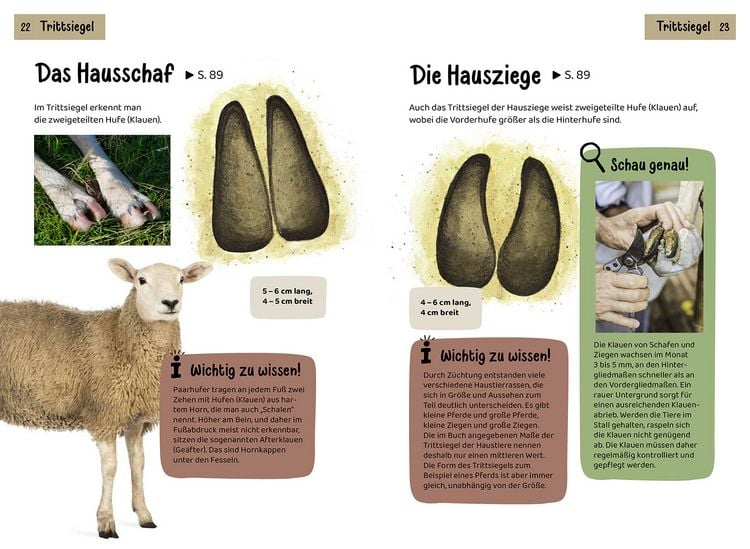 Produktbild: Welche Tierspur ist das? Kindernaturf&uuml;hrer