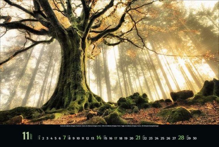 Produktbild: Magische W&auml;lder 2027