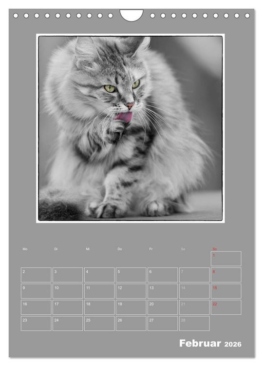 Produktbild: Katzen Blues / Planer (Wandkalender 2026 DIN A4 hoch), CALVENDO Monatskalender