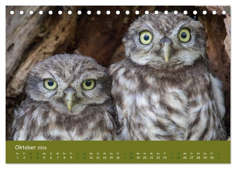 Produktbild: Steink&auml;uze (Athene noctua) (Tischkalender 2026 DIN A5 quer), CALVENDO Monatskalender