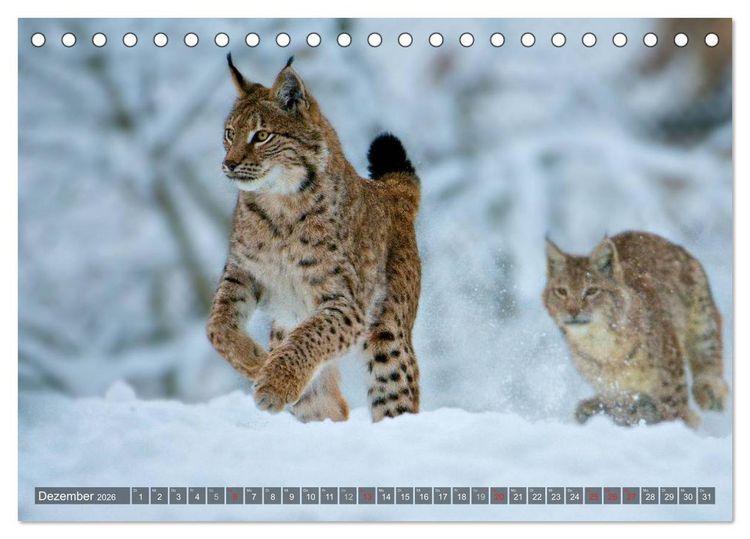 Produktbild: Der Luchs - Dem Pinselohr auf der Spur (Tischkalender 2026 DIN A5 quer), CALVENDO Monatskalender