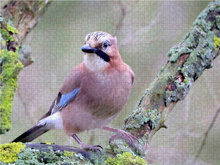 Produktbild: CALVENDO Puzzle V&ouml;gel aus Wald und Garten - Der Eichelh&auml;her 1000 Teile Lege-Gr&ouml;&szlig;e 64 x 48 cm Foto-Puzzle Bild von Arno Klatt