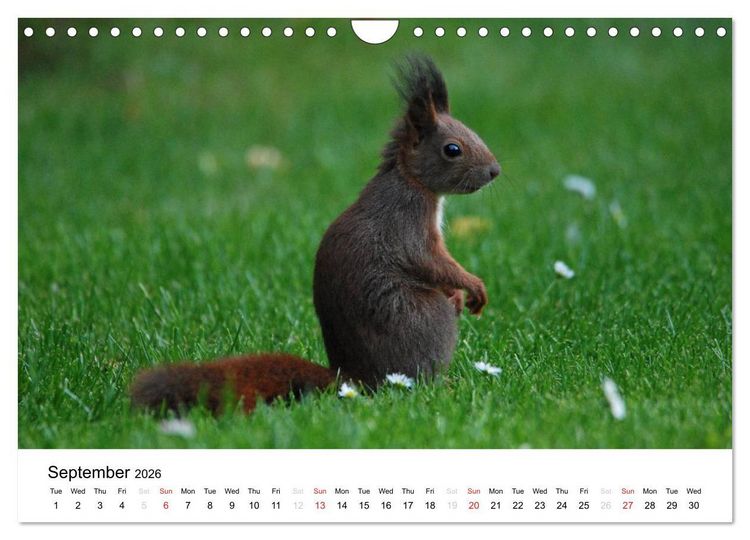 Produktbild: The red squirrels (Wall Calendar 2026 DIN A4 landscape), CALVENDO 12 Month Wall Calendar