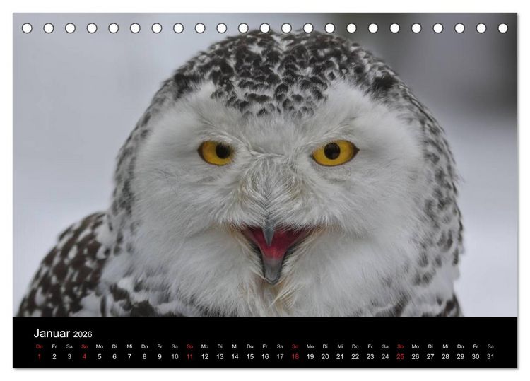 Produktbild: Raubv&ouml;gel zum Greifen nahe (Tischkalender 2026 DIN A5 quer), CALVENDO Monatskalender