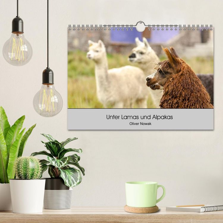 Produktbild: Unter Lamas und Alpakas (Wandkalender 2026 DIN A4 quer), CALVENDO Monatskalender