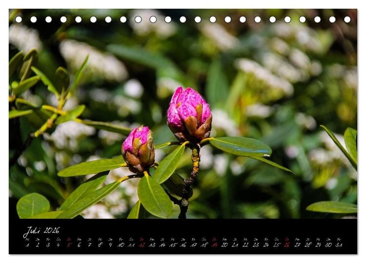 Produktbild: Butchart Gardens 2026 (Tischkalender 2026 DIN A5 quer), CALVENDO Monatskalender