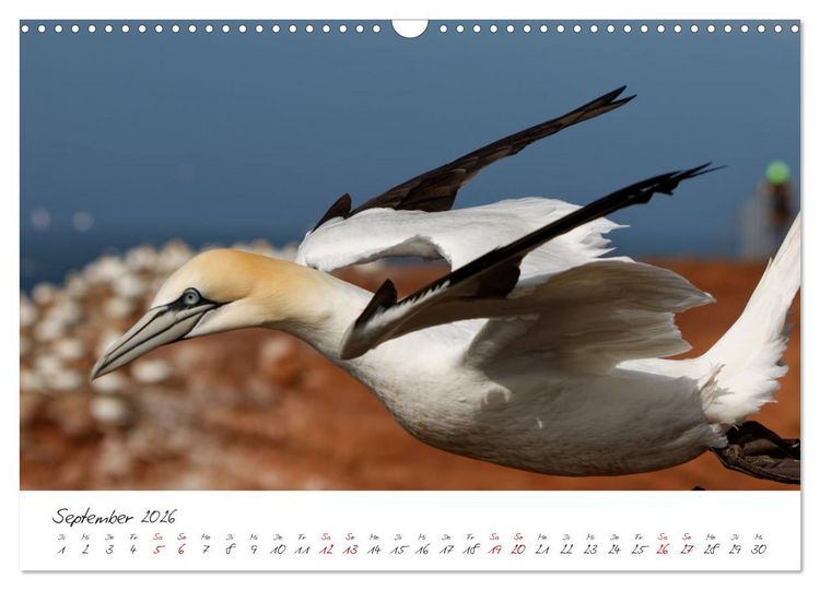 Produktbild: Vogelwelt Helgoland - von Ostfriesenfotografie (Wandkalender 2026 DIN A3 quer), CALVENDO Monatskalender