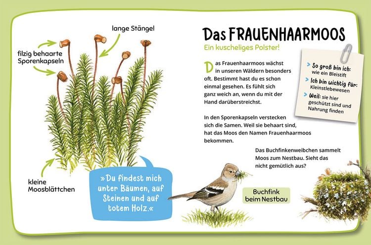 Produktbild: Mein erster Naturf&uuml;hrer, Was lebt im Wald?