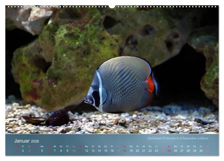 Produktbild: Riffbewohner - Bunte Fische, Anemonen und noch viel mehr (hochwertiger Premium Wandkalender 2026 DIN A2 quer), Kunstdruck in Hochglanz