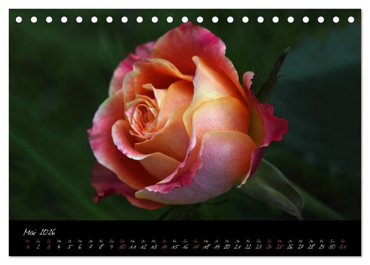 Produktbild: Rosen Romanze - Visuelle Musik (Tischkalender 2026 DIN A5 quer), CALVENDO Monatskalender