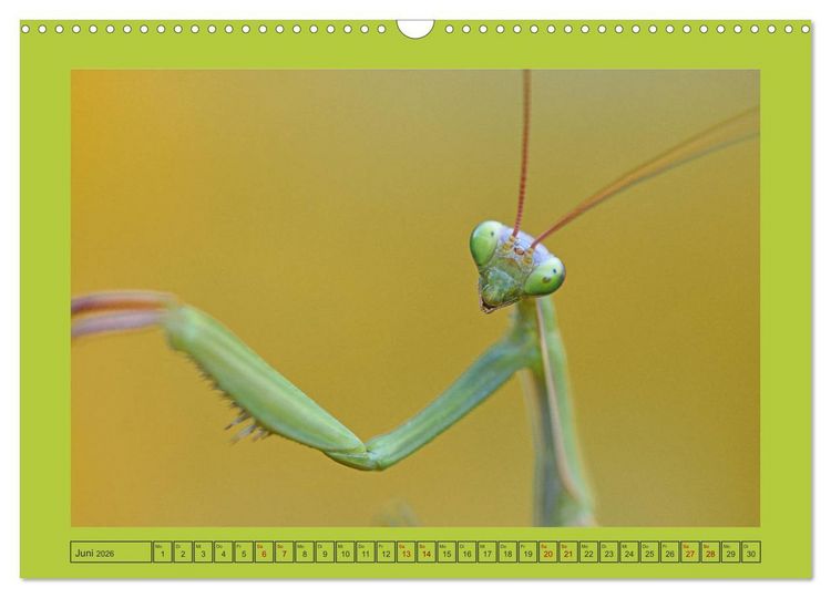 Produktbild: Die Gottesanbeterin Mantis Religiosa (Wandkalender 2026 DIN A3 quer), CALVENDO Monatskalender