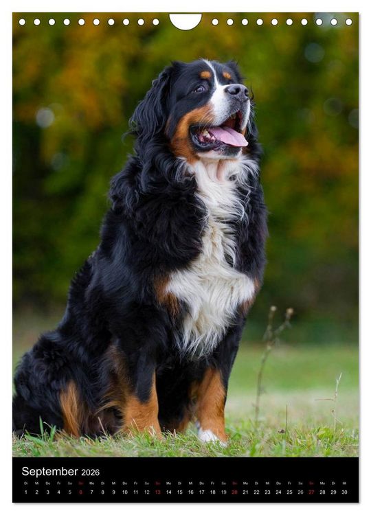 Produktbild: Berner Sennenhund 2026 (Wandkalender 2026 DIN A4 hoch), CALVENDO Monatskalender