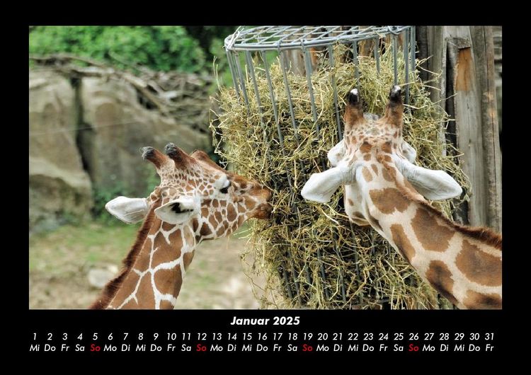 Produktbild: Giraffen 2025 Fotokalender DIN A3