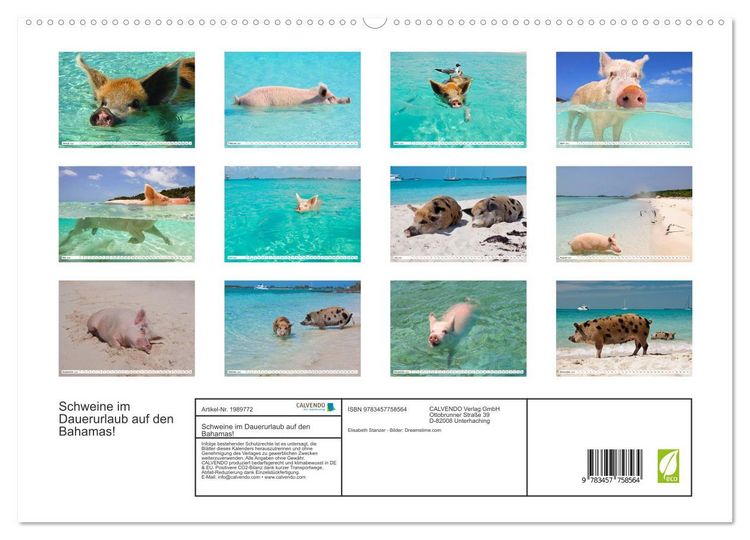Produktbild: Schweine im Dauerurlaub auf den Bahamas! (hochwertiger Premium Wandkalender 2026 DIN A2 quer), Kunstdruck in Hochglanz