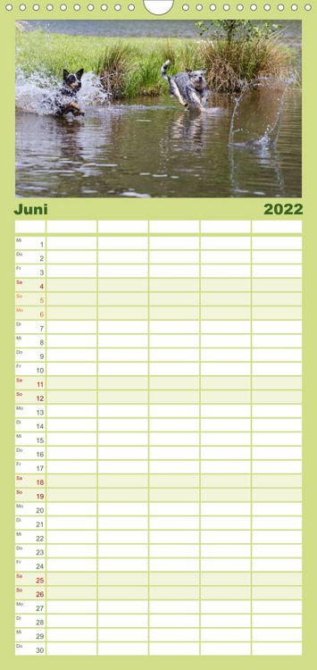 Produktbild: Spaziergang am See Australian Cattle Dogs - Familienplaner hoch (Wandkalender 2022 , 21 cm x 45 cm, hoch)