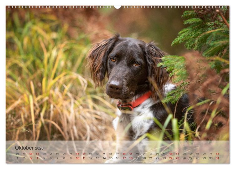 Produktbild: Der kleine M&uuml;nsterl&auml;nder (hochwertiger Premium Wandkalender 2026 DIN A2 quer), Kunstdruck in Hochglanz