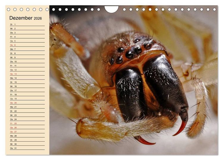 Produktbild: Faszination Spinnen (Wandkalender 2026 DIN A4 quer), CALVENDO Monatskalender