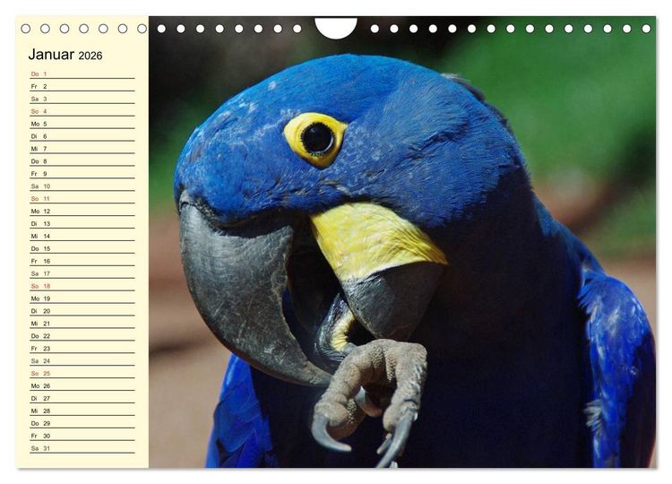 Produktbild: Brasilien. Faszinierend und gro&szlig; wie ein Kontinent (Wandkalender 2026 DIN A4 quer), CALVENDO Monatskalender