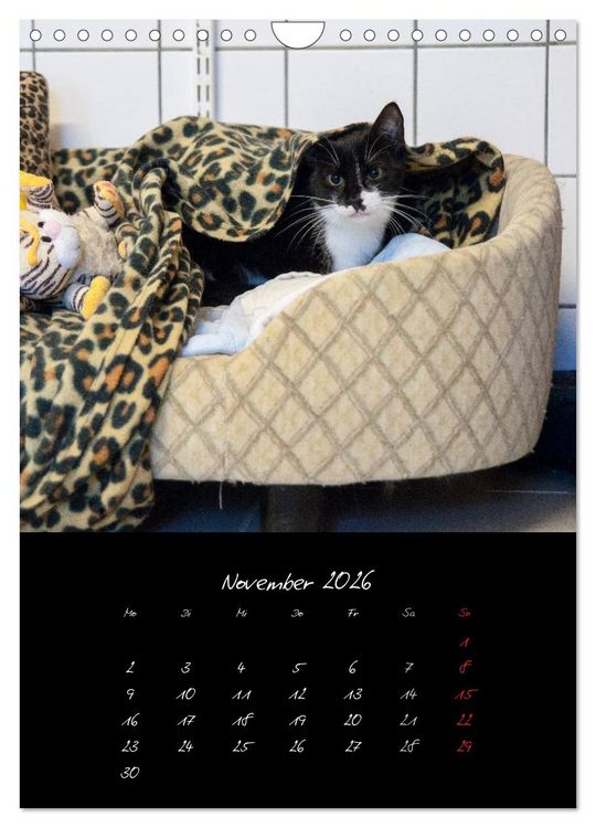 Produktbild: Katzenalltag 2026 (Wandkalender 2026 DIN A4 hoch), CALVENDO Monatskalender
