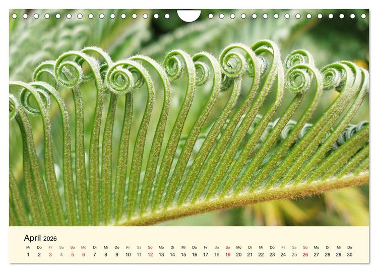 Produktbild: Kraftquelle Gr&uuml;n (Wandkalender 2026 DIN A4 quer), CALVENDO Monatskalender