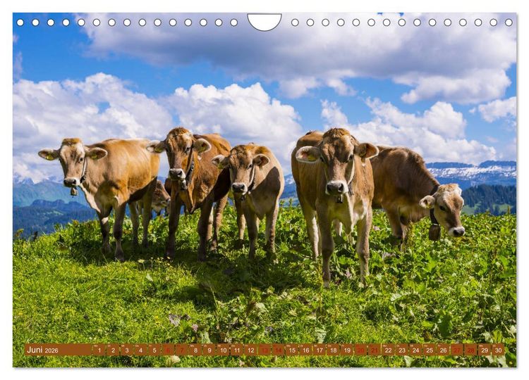 Produktbild: Allg&auml;uer Sch&ouml;nheiten Allg&auml;u - Land der K&uuml;he (Wandkalender 2026 DIN A4 quer), CALVENDO Monatskalender