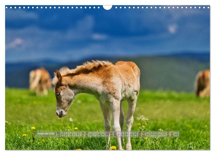 Produktbild: Haflinger Pferde in Th&uuml;ringen (Wandkalender 2026 DIN A3 quer), CALVENDO Monatskalender