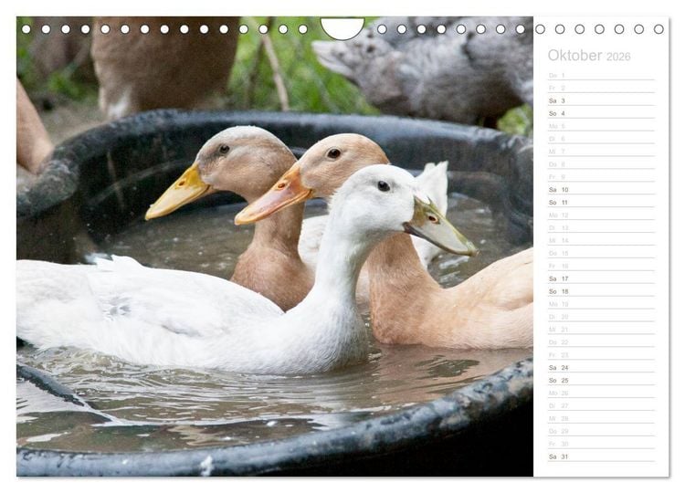 Produktbild: Laufenten - tierisch liebenswerte Zeitgenossen (Wandkalender 2026 DIN A4 quer), CALVENDO Monatskalender