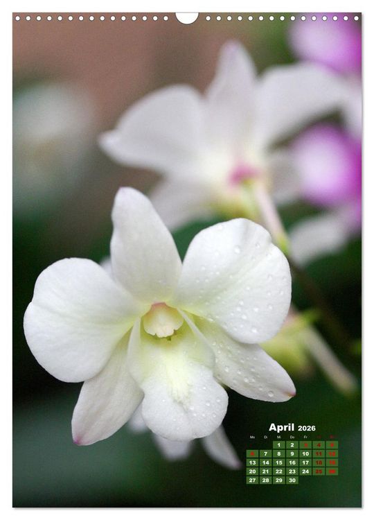 Produktbild: Traumhafte Orchideen (Wandkalender 2026 DIN A3 hoch), CALVENDO Monatskalender