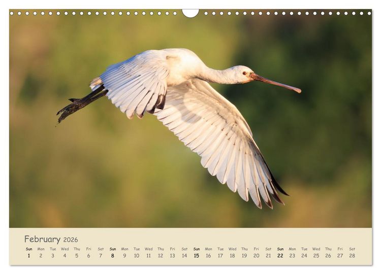 Produktbild: Wild encounters &ndash; Moments in the heart of nature (Wall Calendar 2026 DIN A3 landscape), CALVENDO 12 Month Wall Calendar