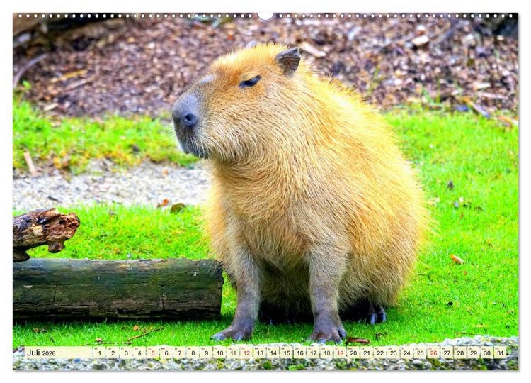 Produktbild: Nagetiere. Hamster, Kaninchen und Co. (Wandkalender 2026 DIN A2 quer), CALVENDO Monatskalender
