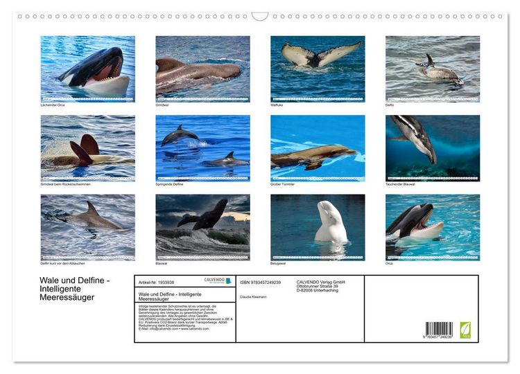 Produktbild: Wale und Delfine - Intelligente Meeress&auml;uger (Wandkalender 2026 DIN A2 quer), CALVENDO Monatskalender