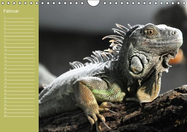 Produktbild: Drachen / Geburtstagskalender (Wandkalender immerw&auml;hrend DIN A4 quer)