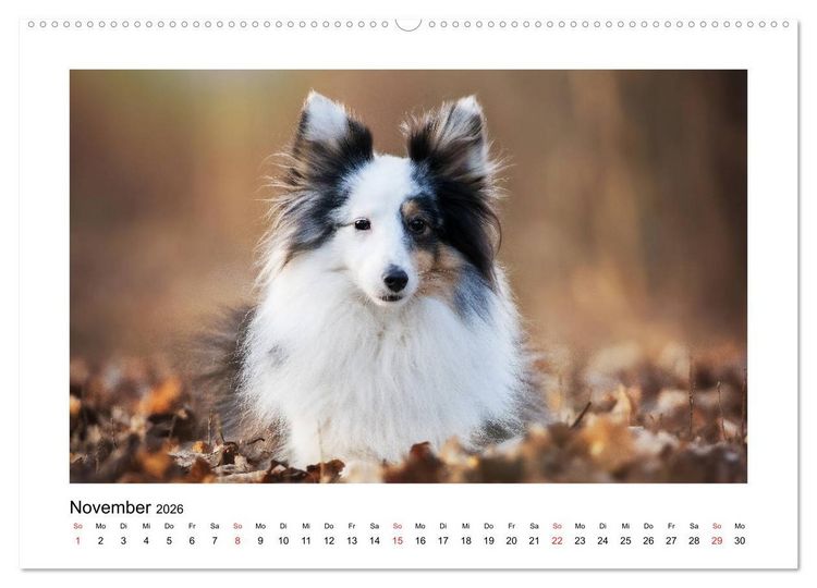 Produktbild: Herzensshelties - Shetland Sheepdogs (hochwertiger Premium Wandkalender 2026 DIN A2 quer), Kunstdruck in Hochglanz