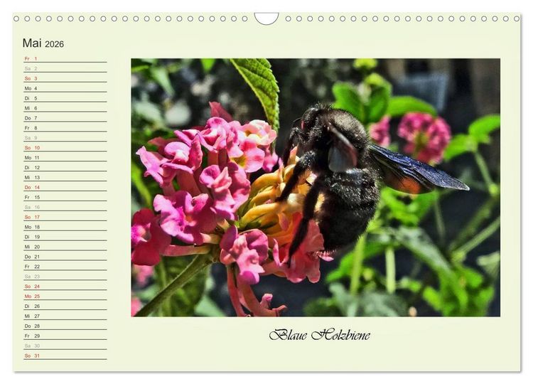 Produktbild: Blaue Holzbiene &ndash; Hummel &ndash; und Taubenschw&auml;nzchen. (Wandkalender 2026 DIN A3 quer), CALVENDO Monatskalender