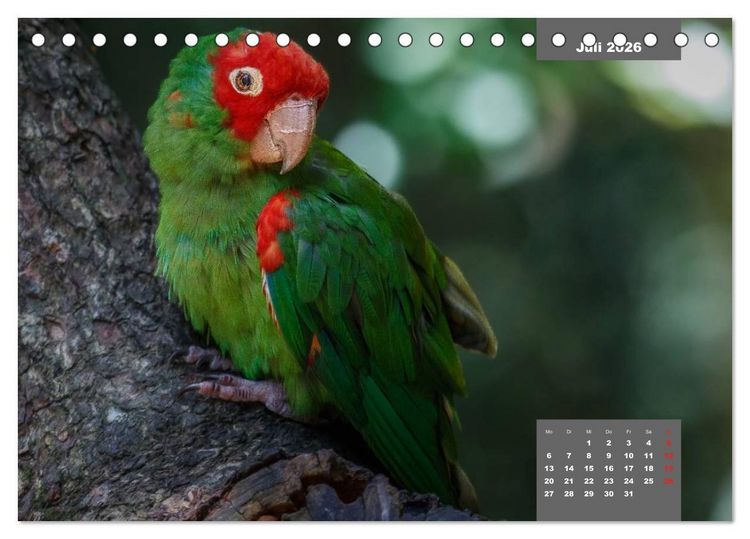 Produktbild: Papageien - Frech, sch&ouml;n und schlau (Tischkalender 2026 DIN A5 quer), CALVENDO Monatskalender